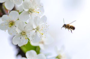 Read more about the article Die Bienen